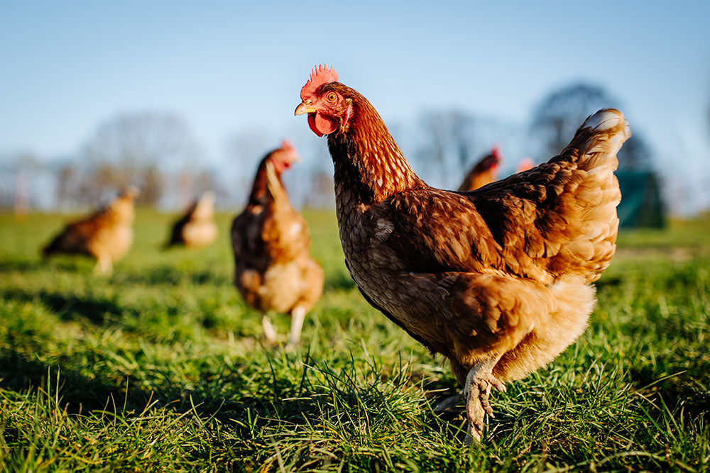 Why are Eggs $12 a dozen?