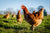 Why are Eggs $12 a dozen?